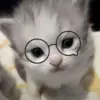 Babok